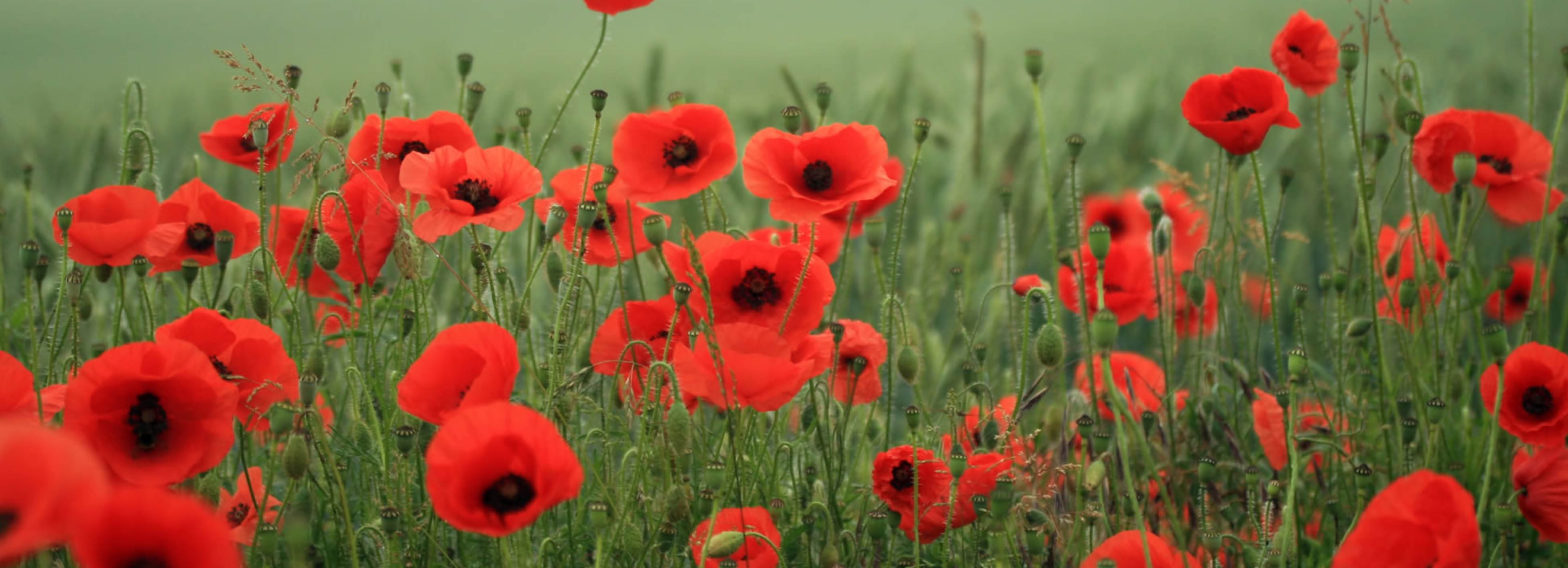 poppies banner